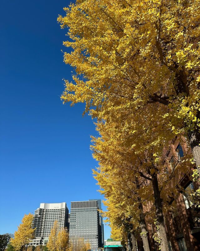 12月上旬　丸の内　

私用があり、二重橋前駅付近で待機。
暖かい日で、紅葉🍁の綺麗さに思わず、車を降りて、撮った1枚です。

今年は、施工下請店としてだけでなく、住まいのご相談から、工事のご依頼を頂くことが出来ました。

これから、少しずつご紹介出来たらと思います。

#SHUAI
#シュウアイ
#リフォーム工事
#シーリング工事
#住まいのご相談